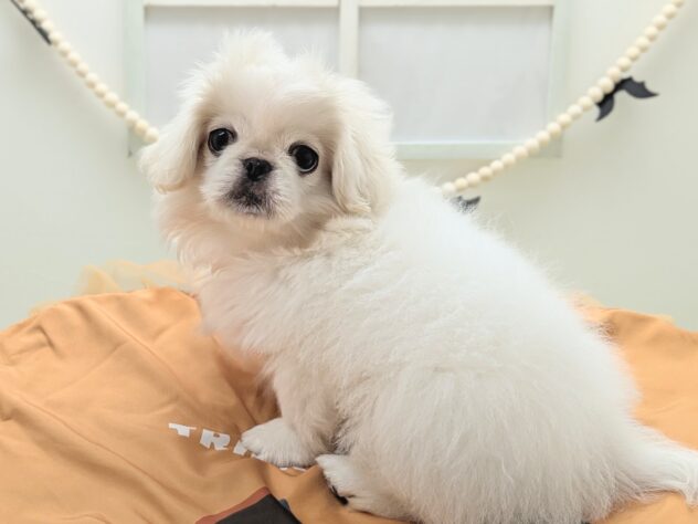 福島県のハーフ犬・ミックス犬 (アミーゴ会津若松店/2026年7月7日生まれ/女の子/ホワイト)の子犬の2枚目の画像
