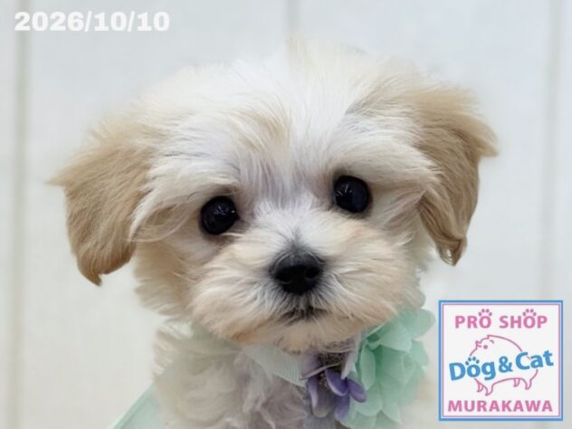 広島県のハーフ犬・ミックス犬 (アミーゴ大町店/2026年8月10日生まれ/男の子/クリーム)の子犬の1枚目の画像