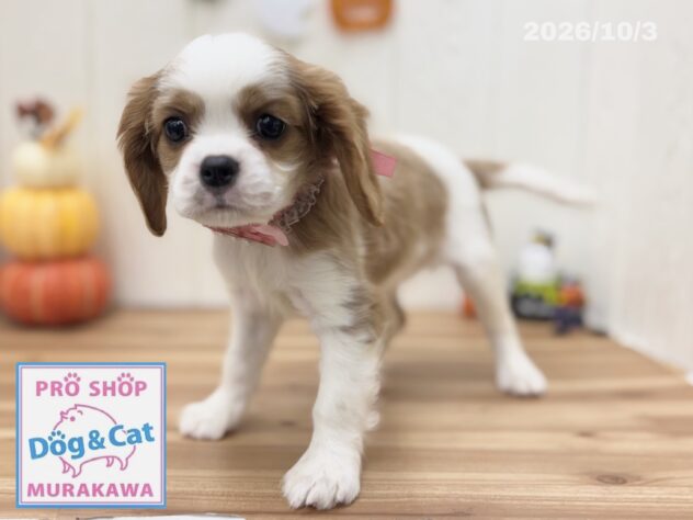 広島県のキャバリアキングチャールズスパニエル (アミーゴ大町店/2026年8月2日生まれ/女の子/ブレンハイム)の子犬の2枚目の画像