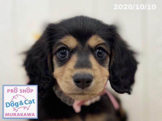 広島県のミニチュアダックスフンド(ロング) (アミーゴ大町店/2026年8月8日生まれ/女の子/ブラックタン)の子犬の1枚目の画像