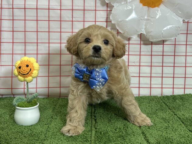 山形県のハーフ犬・ミックス犬 (アミーゴ酒田店/2026年8月10日生まれ/男の子/アプリコット)の子犬の2枚目の画像