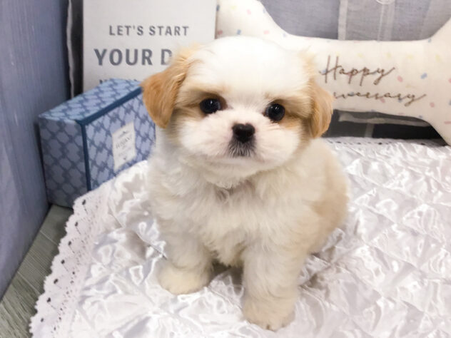 愛知県のハーフ犬・ミックス犬 (アミーゴ知立店/2026年8月27日生まれ/男の子/白茶)の子犬の1枚目の画像