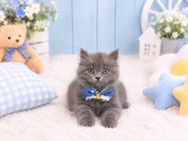 山形県のブリティッシュロングヘアー (アミーゴ酒田店/2026年8月3日生まれ/男の子/ブルー)の子猫の2枚目の画像