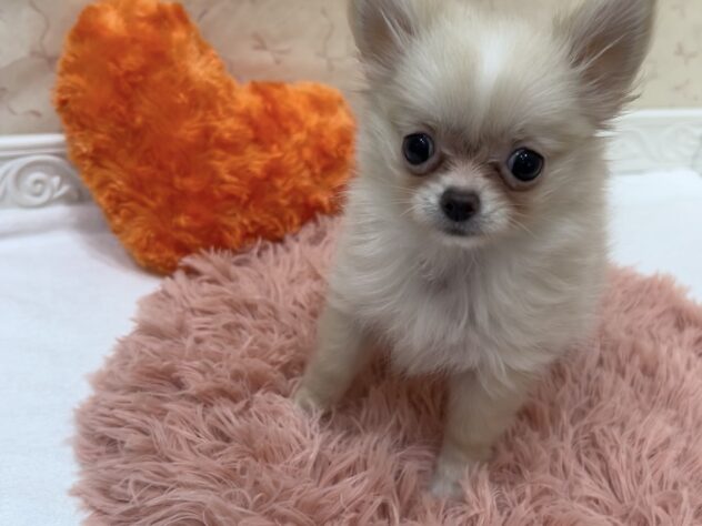 福島県のハーフ犬・ミックス犬 (アミーゴ本宮店/2026年8月8日生まれ/女の子/クリーム)の子犬