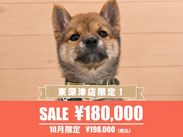 広島県の豆柴 (アミーゴ東深津店/2026年8月12日生まれ/男の子/赤)の子犬の1枚目の画像