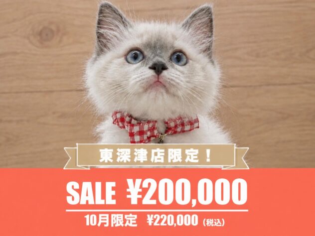 広島県のラグドール (アミーゴ東深津店/2026年8月10日生まれ/女の子/ブルーポイントミテッド)の子猫の1枚目の画像