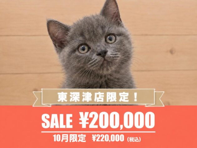 広島県のブリティッシュショートヘアー (アミーゴ東深津店/2026年8月12日生まれ/女の子/ブルー)の子猫の1枚目の画像