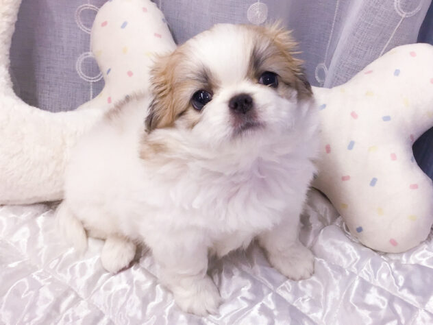 愛知県のハーフ犬・ミックス犬 (アミーゴ知立店/2026年8月5日生まれ/女の子/フォーンホワイト)の子犬の2枚目の画像