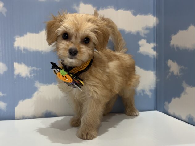 山形県のハーフ犬・ミックス犬 (アミーゴ山形南店/2026年7月22日生まれ/男の子/クリーム)の子犬の3枚目の画像