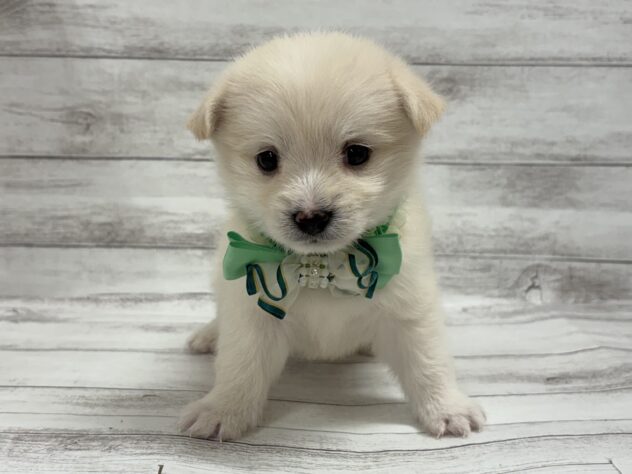 福島県のハーフ犬・ミックス犬 (アミーゴ小名浜店/2026年8月14日生まれ/男の子/ホワイト)の子犬