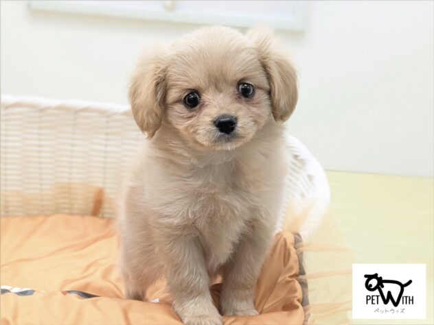 福島県のハーフ犬・ミックス犬 (アミーゴ会津若松店/2026年7月31日生まれ/女の子/アプリコット)の子犬の1枚目の画像
