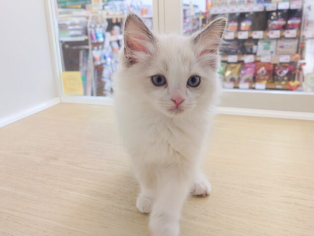 岡山県のラグドール (アミーゴ中庄店/2026年8月16日生まれ/男の子/ブルーポイントバイカラー)の子猫の3枚目の画像