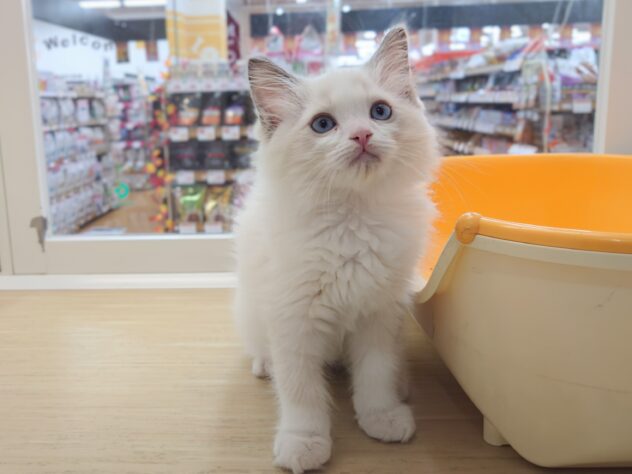 岡山県のラグドール (アミーゴ中庄店/2026年8月16日生まれ/男の子/ブルーポイントバイカラー)の子猫の4枚目の画像