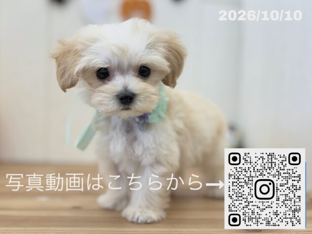 広島県のハーフ犬・ミックス犬 (アミーゴ大町店/2026年8月10日生まれ/男の子/クリーム)の子犬の3枚目の画像