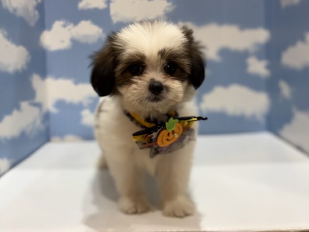 山形県のハーフ犬・ミックス犬 (アミーゴ山形南店/2026年8月17日生まれ/女の子/ホワイトゴールド)の子犬の1枚目の画像