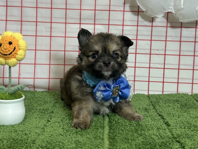 山形県のチワワ(ロング) (アミーゴ酒田店/2026年8月10日生まれ/男の子/レッドホワイト)の子犬の1枚目の画像