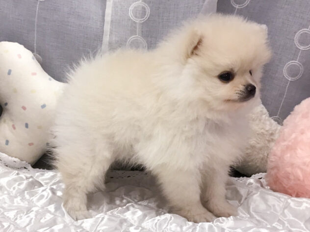 愛知県のポメラニアン (アミーゴ知立店/2026年9月1日生まれ/男の子/クリーム)の子犬の2枚目の画像