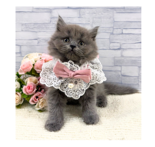 山口県のブリティッシュロングヘアー (アミーゴ周南店/2026年8月12日生まれ/女の子/ブルー)の子猫の1枚目の画像