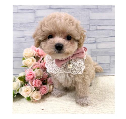 山口県のハーフ犬・ミックス犬 (アミーゴ周南店/2026年8月25日生まれ/女の子/クリーム)の子犬の1枚目の画像