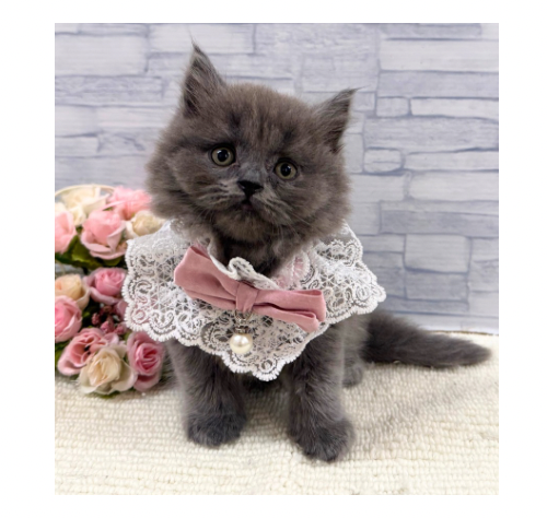 山口県のブリティッシュロングヘアー (アミーゴ周南店/2026年8月12日生まれ/女の子/ブルー)の子猫の3枚目の画像