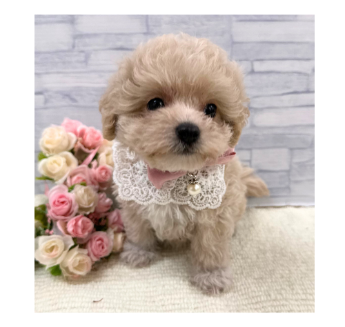 山口県のハーフ犬・ミックス犬 (アミーゴ周南店/2026年8月25日生まれ/女の子/クリーム)の子犬の3枚目の画像