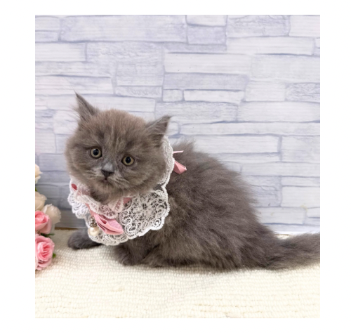 山口県のブリティッシュロングヘアー (アミーゴ周南店/2026年8月12日生まれ/女の子/ブルー)の子猫の2枚目の画像