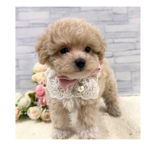山口県のハーフ犬・ミックス犬 (アミーゴ周南店/2026年8月25日生まれ/女の子/クリーム)の子犬の2枚目の画像
