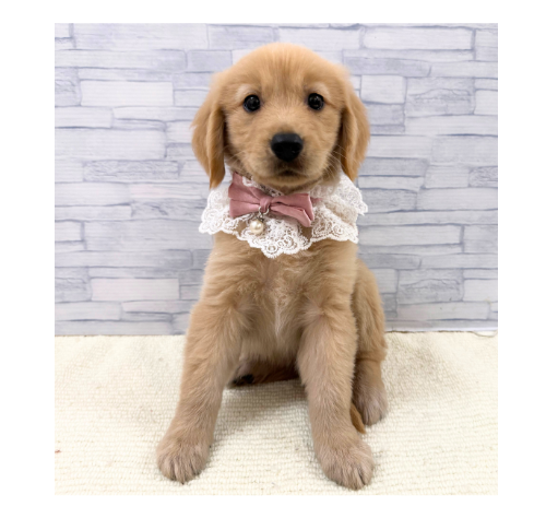 山口県のゴールデンレトリバー (アミーゴ周南店/2026年8月20日生まれ/女の子/ゴールデン)の子犬の1枚目の画像