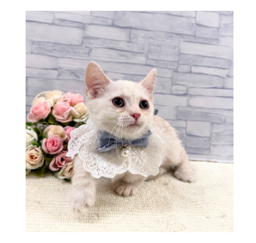 山口県のマンチカン (アミーゴ周南店/2026年8月10日生まれ/男の子/クリームタビー)の子猫の3枚目の画像