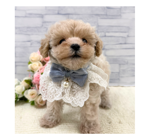 山口県のハーフ犬・ミックス犬 (アミーゴ周南店/2026年8月25日生まれ/女の子/クリーム)の子犬の2枚目の画像