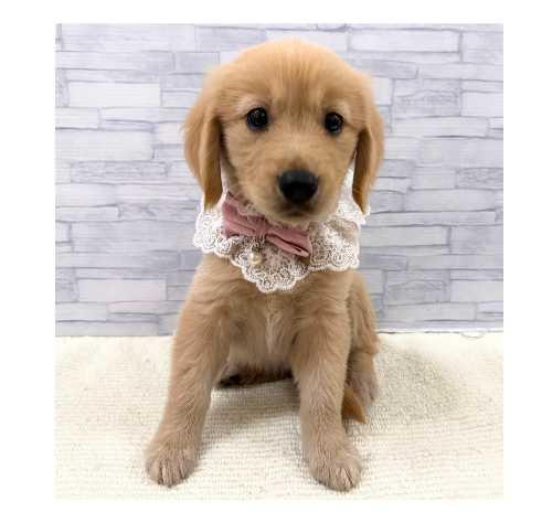 山口県のゴールデンレトリバー (アミーゴ周南店/2026年8月20日生まれ/女の子/ゴールデン)の子犬の3枚目の画像