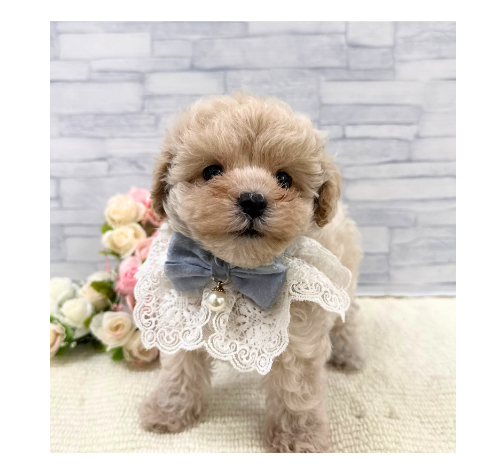 山口県のハーフ犬・ミックス犬 (アミーゴ周南店/2026年8月25日生まれ/女の子/クリーム)の子犬の1枚目の画像