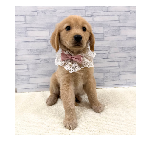 山口県のゴールデンレトリバー (アミーゴ周南店/2026年8月20日生まれ/女の子/ゴールデン)の子犬の2枚目の画像