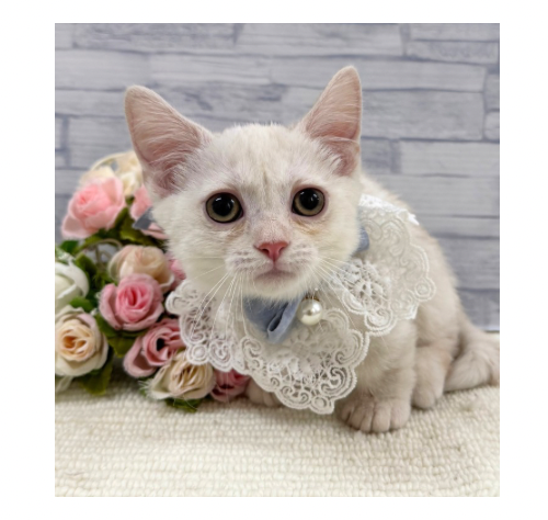山口県のマンチカン (アミーゴ周南店/2026年8月10日生まれ/男の子/クリームタビー)の子猫の2枚目の画像