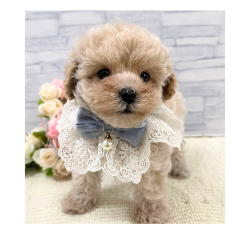 山口県のハーフ犬・ミックス犬 (アミーゴ周南店/2026年8月25日生まれ/女の子/クリーム)の子犬の3枚目の画像
