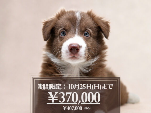 岡山県のボーダーコリー (アミーゴ大安寺店/2026年8月12日生まれ/女の子/チョコレートホワイト)の子犬の1枚目の画像