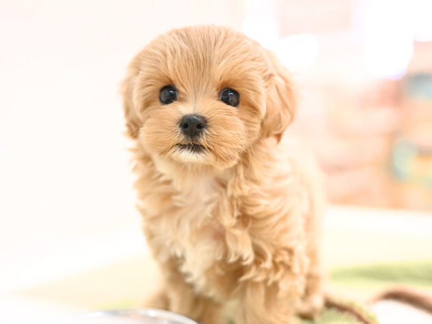 岡山県のハーフ犬・ミックス犬 (アミーゴ大安寺店/2026年8月15日生まれ/女の子/アプリコット)の子犬の3枚目の画像