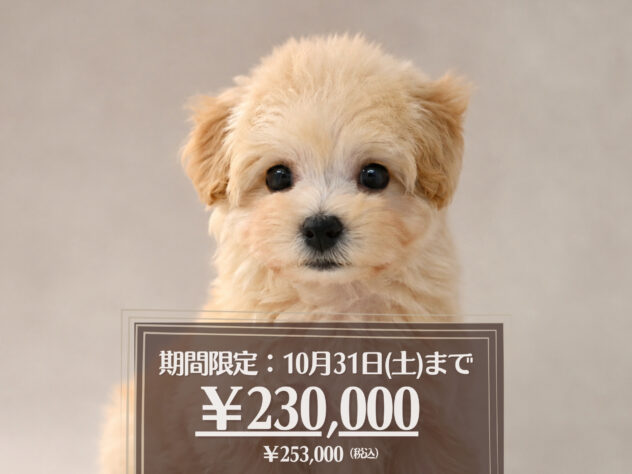 岡山県のハーフ犬・ミックス犬 (アミーゴ大安寺店/2026年8月8日生まれ/女の子/クリーム)の子犬の1枚目の画像