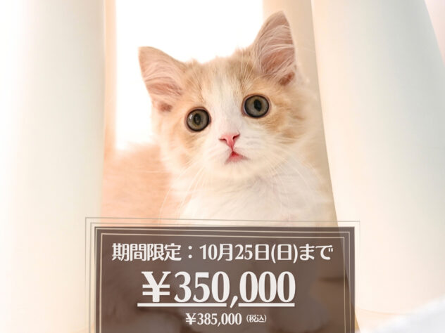 岡山県のマンチカン (アミーゴ大安寺店/2026年7月16日生まれ/女の子/クリームタビーホワイト)の子猫の1枚目の画像