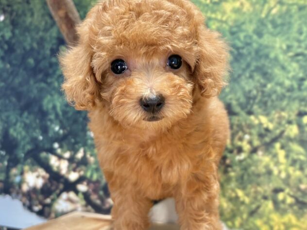 広島県のトイプードル(トイ) (アミーゴ温品店/2026年8月6日生まれ/女の子/レッドフォーン)の子犬