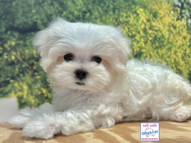 広島県のマルチーズ (アミーゴ温品店/2026年7月28日生まれ/男の子/ホワイト)の子犬