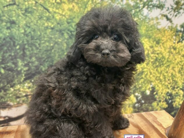 広島県のトイプードル(トイ) (アミーゴ温品店/2026年6月29日生まれ/女の子/ブラック)の子犬