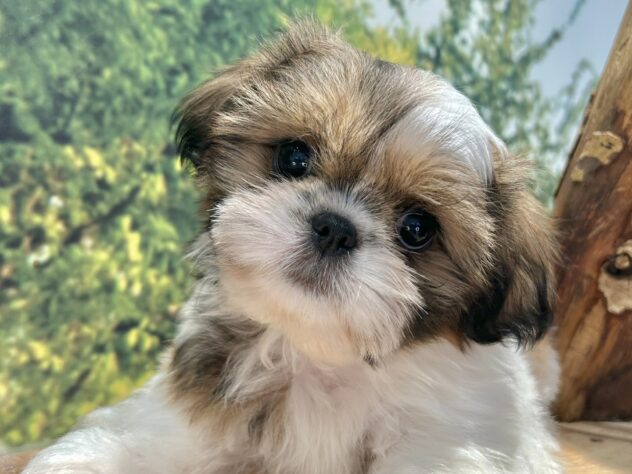 広島県のハーフ犬・ミックス犬 (アミーゴ温品店/2026年8月8日生まれ/女の子/ホワイトゴールド)の子犬の1枚目の画像