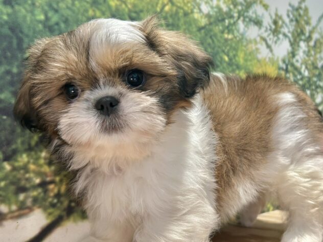 広島県のハーフ犬・ミックス犬 (アミーゴ温品店/2026年8月8日生まれ/女の子/ホワイトゴールド)の子犬の2枚目の画像