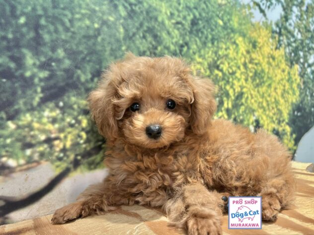 広島県のトイプードル(トイ) (アミーゴ温品店/2026年8月17日生まれ/女の子/レッドフォーン)の子犬
