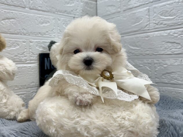 岡山県のハーフ犬・ミックス犬 (ワンキャラット アミーゴ岡南店/2026年8月3日生まれ/女の子/ホワイト)の子犬の1枚目の画像
