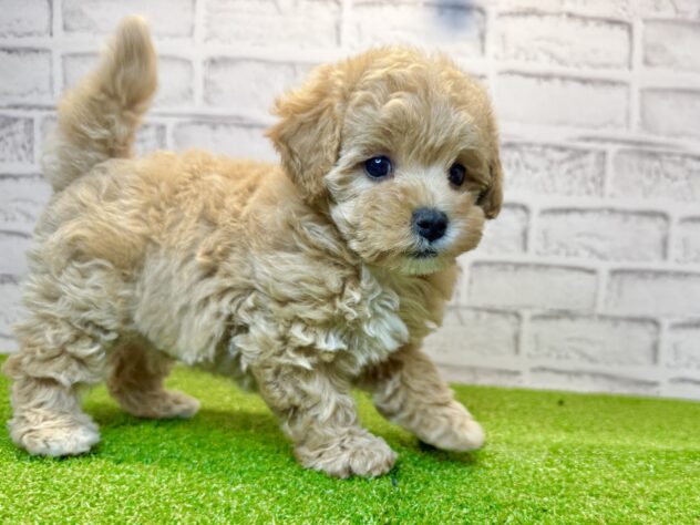 岡山県のハーフ犬・ミックス犬 (アミーゴ妹尾店/2026年8月5日生まれ/女の子/アプリコット)の子犬の2枚目の画像