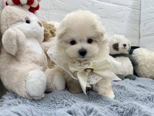 岡山県のハーフ犬・ミックス犬 (ワンキャラット アミーゴ岡南店/2026年8月3日生まれ/女の子/ホワイト)の子犬の2枚目の画像