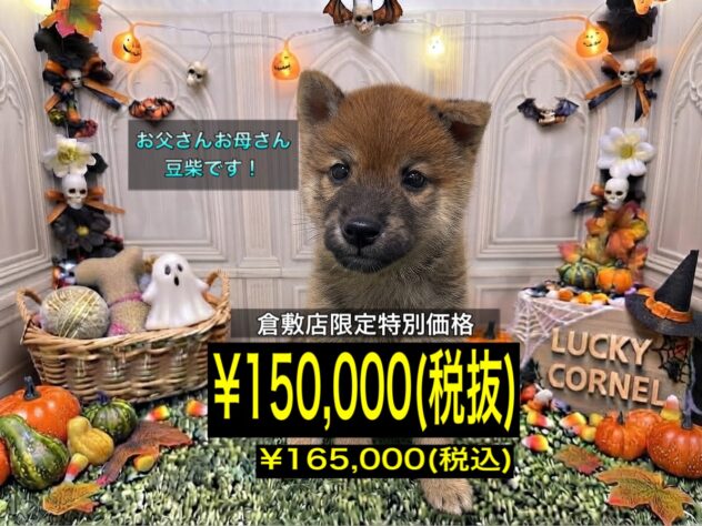 岡山県の柴犬(標準サイズ) (アミーゴ倉敷店/2026年8月9日生まれ/男の子/赤)の子犬