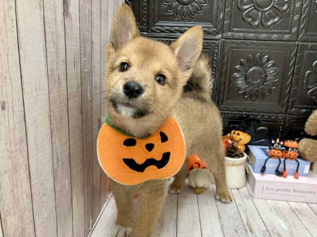 岡山県のハーフ犬・ミックス犬 (ワンキャラット アミーゴ高屋店/2026年8月26日生まれ/男の子/赤)の子犬の2枚目の画像
